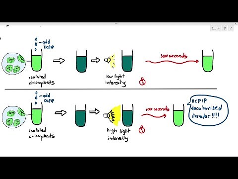 13-9 Using Redox Indicators to Measure Photosynthesis Rate (Cambridge AS A Level Biology, 9700)