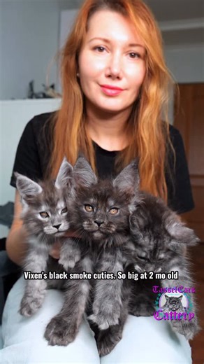 10K views · 173K reactions | Vixen’s bunch! Wow, so big at such a young age! #cats_of_instagram #cutekitten #blackcatsrock #petlove #mainecoon | Tassel Ears Maine Coon Cattery | Facebook