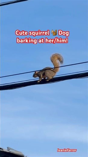 Cute squirrel 🐿️ Dog barking at her/him!