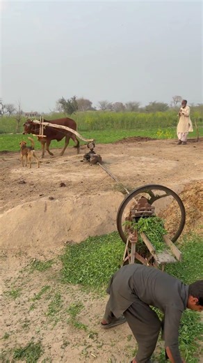 Chaff cutter machine operating with Red Bulls