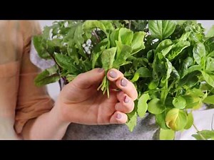 How To Harvest Arugula