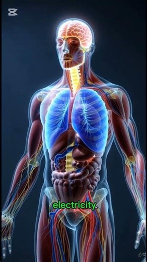 How Your Brain Controls Every Movement🧠#Brain#HumanBrain