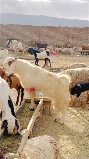 Al Akhtar live stock farm #animals #sheep #goat