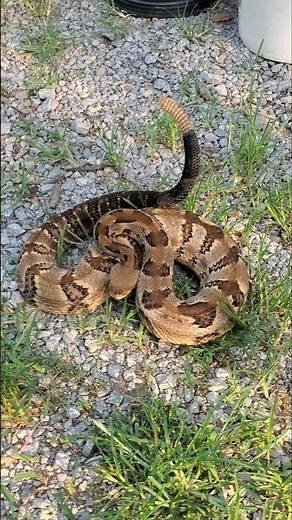 HUGE Timber Rattlesnake! (Rescue/Relocation)