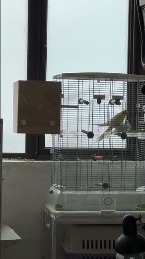 NC-17 rated movie for birds