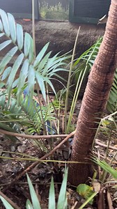 Beautiful bird in marwell zoo #marwellzoo #travel #animals #enjoy Reshma Lutchumon | Reshma Lutchumon | Facebook
