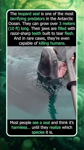 Kayakers Come Face to Face with a Leopard Seal
