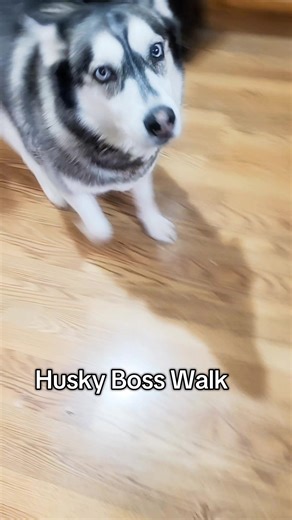 husky boss walk with attitude