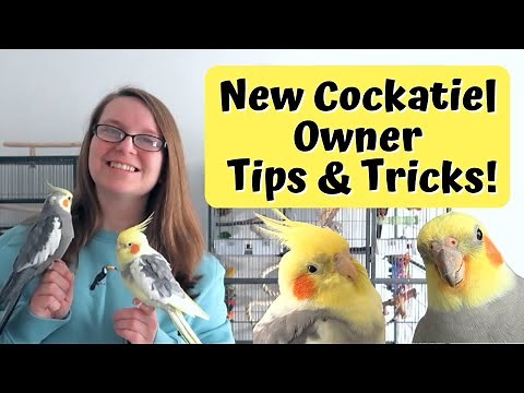 New Cockatiel Owner Tips & Tricks | BirdNerdSophie