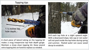 How to Tap - ONmaplesyrup