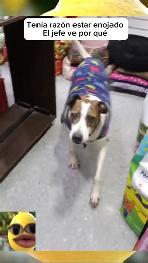 The boss was right to be angry #dogs #funnypuppies