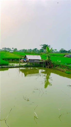 Beautiful Village Nature of Bangladesh | Green Fields & Peaceful Rural Life #shorts #village #nature