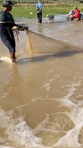 325K views · 2.1K reactions | A Village fisherman using cast net to ca.tch fish under stream water #rural #outdoors #fishing #fishinglife #smallfish #gonefishing | Nimit Village | Facebook