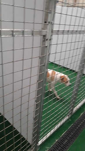 "Blue" Akita cross Collie, 6 year old female. "Ginger" Pomeranian, 7 year old male (RESERVED) "Oscar" Spaniel cross Hound, 11 month old male (RESERVED) "Roxy" Collie, 3 year old female. (RESERVED) "Max" Collie, 5 year old male (RESERVED) "Star" Jack Russell cross Staffie, 3 year old female Viewing of these dogs is strictly by appointment only. For any further information, please telephone us on 07793 029732 | Benvardin kennels