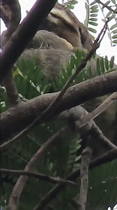 A large forest sloth rests at the top of the tree #animals