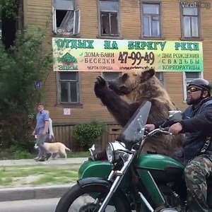 709K views · 4.4K reactions | #NoComment Pendant ce temps, en Russie... oui, c'est bien un ours dans un side-car. www.lecourrierderussie.com | Le Courrier de Russie | Facebook