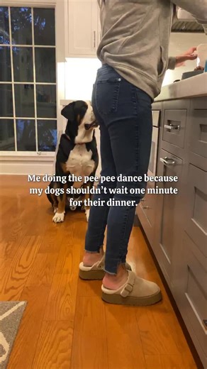 Anyone else? #doglove #swissy #dogsofinstagram #dogvideos | Murraytheswissy