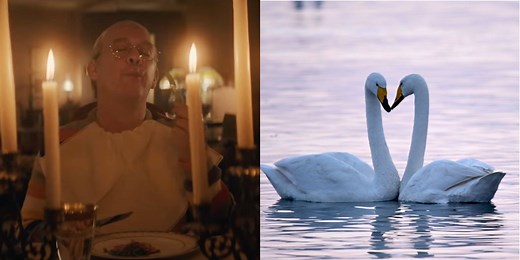 Can You Actually Eat Swan?