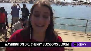 Cherry Blossoms Bloom in Washington, D.C.