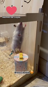 44K views · 879 reactions | Bravo babie boo  #memes #cute #animals #cuy #funny #hamster | Memes De Cuyos | Facebook