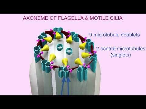AXONEME of CILIA & FLAGELLA