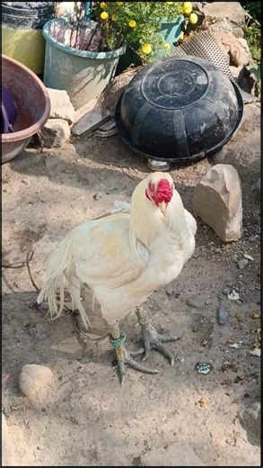 🐔मुर्गा कोम्बाडाmurga #trending #new #viral#chicken #viralshorts