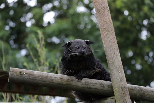 Rare zoo animal returns home after three-day escape