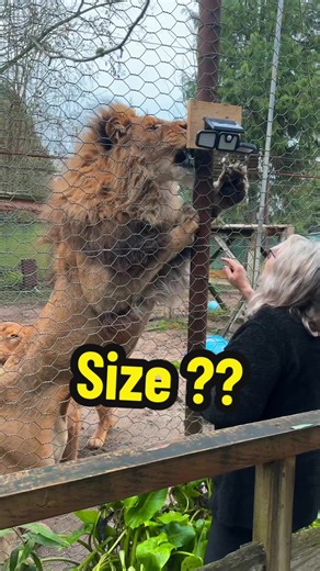 Quelle taille fait un lion ? Découverte des félins
