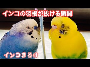 インコの羽根が抜ける瞬間が撮れた／インコへ薬をあげている様子（2パターン）【セキセイインコ】Budgerigar.