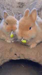 Cute Twin Rabbits Natural Settingplayful Bunnies Stock Footage Video (100% Royalty-free) 3759114467 | Shutterstock