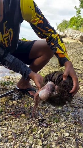 Epic Discovery: Clever Octopus Found Hiding in Coconut Shell - Rare Underwater Caught on Camera!