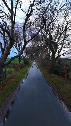 3.5K views · 24 reactions | The Dark Hedges in Ballymoney, made famous by the Game of Thrones series, a truly unique batch of trees on an Irish country road! #thedarkhedges #Ballymoney #northernireland #gameofthrones #DarkHedges #northcoastni #tvseries | BK Drone Photography | Facebook
