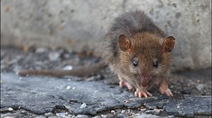 Top tips to keep rodents out of DC homes and businesses