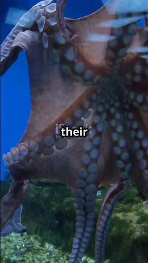 How Can an Octopus Fit in a Small Jar 🐙