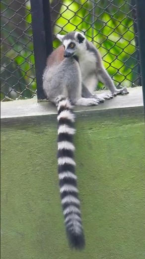 Lively Lemurs: Ring-Tails of the Forest