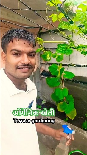 🌿🌿organic farming on terrace 🪴 #terracegardening