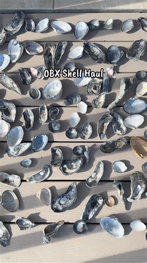 Shells on shells on shells!! #shells #shelling #outerbanks #clamshell #oysters