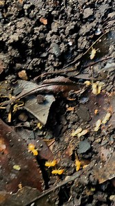 13K views · 212 reactions | Subterranean termites (Coptotermes...