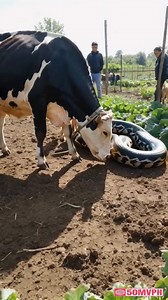 cow vs python | Viral page