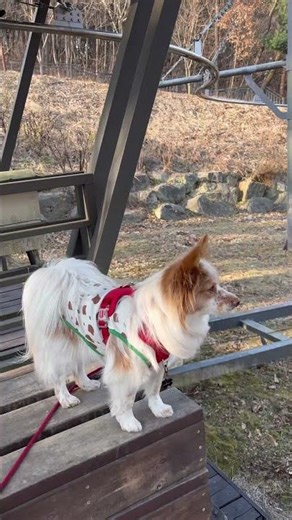 #20260323 #불암산더불어숲 #구름이의산책 #불암산구름이 #burammountainpuppy #시골강아지 #시골강아지상경기