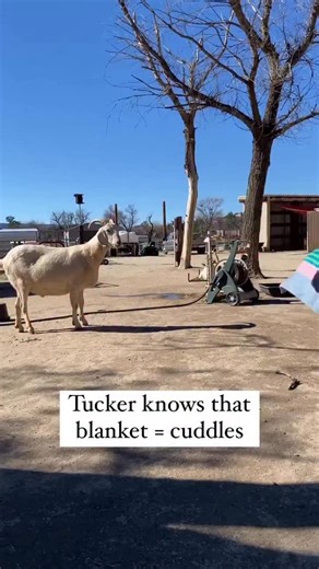 Farm Animal Refuge - Sanctuary for rescue animals - San Diego on Instagram: "Tuck tuck 💖"