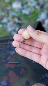 Tie the Multi-German Rig 🪝 — Quick-change ⛓️‍💥 wafter/bottom bait presentation 🎣 https://www.omctackle.com/collections/terminal-tackle Like fishing the German Rig 🤔 but want to change the hook 🪝 more easily after a fish? 👀 Tie it Multi Rig style! 🔥 Watch 🎥 how @david.rosemeier 🇩🇪 does it using this terminal tackle… 👇 ✅ Blend Coated Braid ✅ Lock Hook ✅ Dazzler Inturn ✅ Dazzler Long Distance Hook Bead ✅ Tweakers Eyed Bait Screw ✅ Blend Tungsten Anti-Tangle Sleeve A very different way to