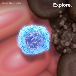 2.3M views · 23K reactions | Un "vaccin" contre le cancer testé avec succès sur des souris. | Explore Science | Facebook