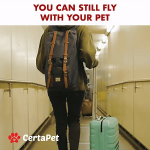 494 reactions · 22 shares | The rules have changed but you can still fly with your pet. See if you qualify.  ✈️ | CertaPet | Facebook