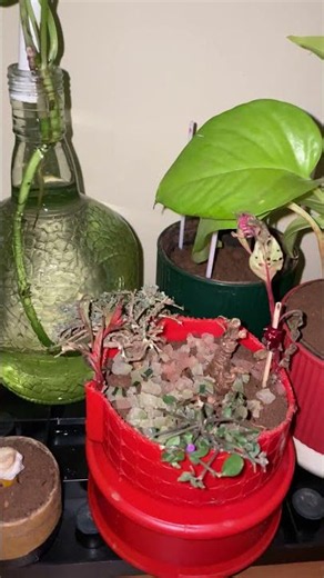 🪴 Cozy Vibes: My Small Bedroom Plant Collection 🌿 #indoorplants #indoorjungle