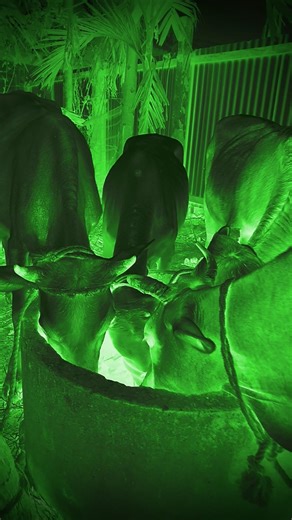 #wolf #wildlife #horrorstories #scary #horror #ghost #horrorstation #horrorfilm #funny