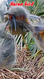 568K views · 2.5K reactions | HERON‼️fish-eating bird #bird #nationalgeopark #heronbird #beautifulbird #nature #wildbird #birdlover | Camera Birds23 | Facebook
