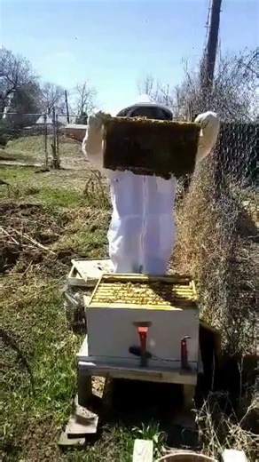 Part 2 - 1st spring hive inspection as a new beekeeper (April 8, 2020)