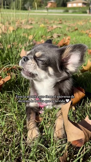 Mi suerte 🤍🐾🌟 #tiktokdog #chihuahuastiktok #chihuahuasoftiktok #chihuahualove #dogmodel #fyp #parati #viral