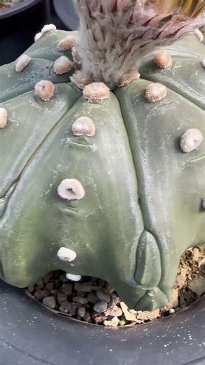 Pollination of Astrophytum asterias｜#cactus #flowers #potted #plant #garden｜SprezeLand